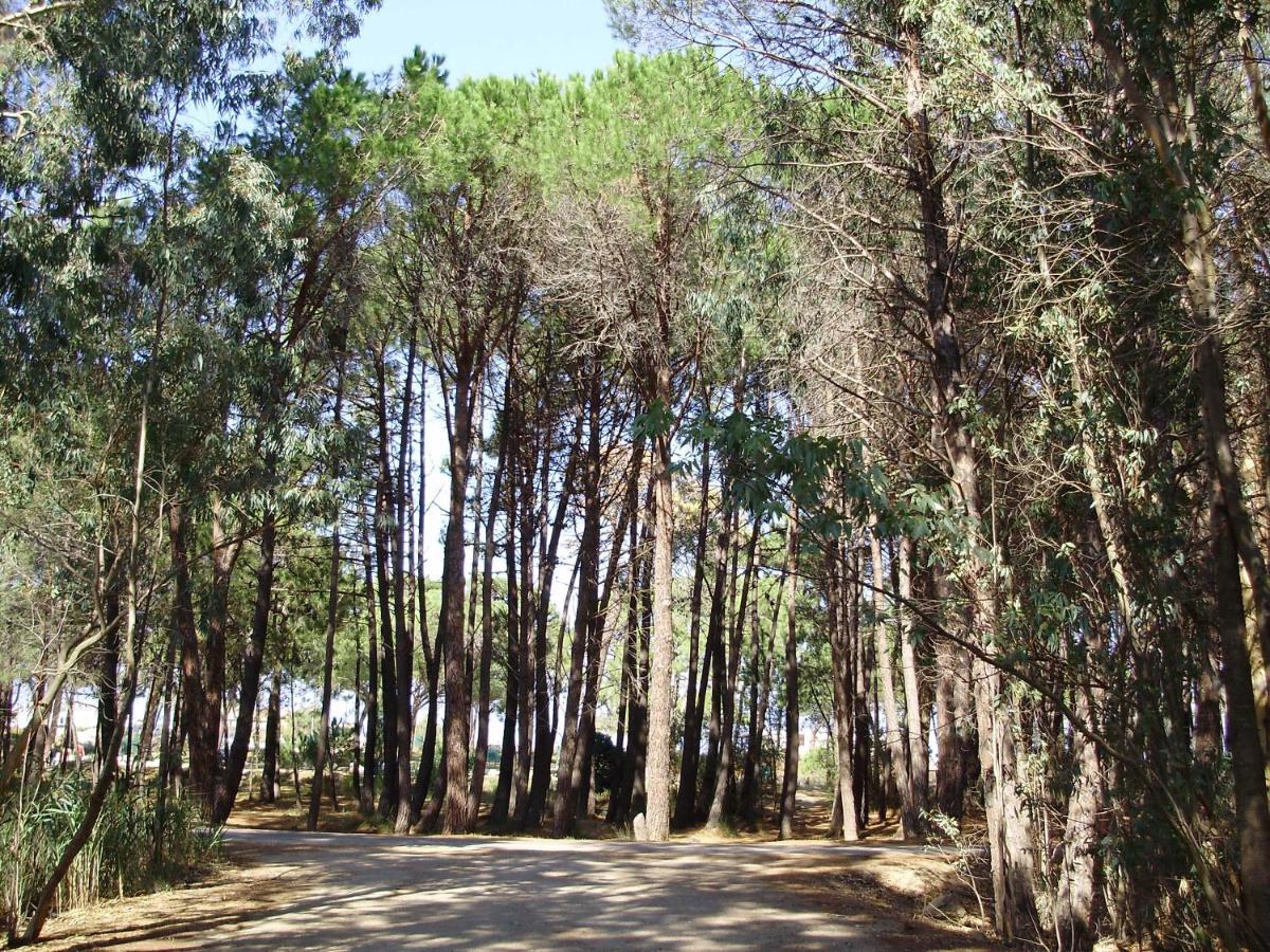 Appartement F1 Calvi A 150 Metres De La Plage Εξωτερικό φωτογραφία